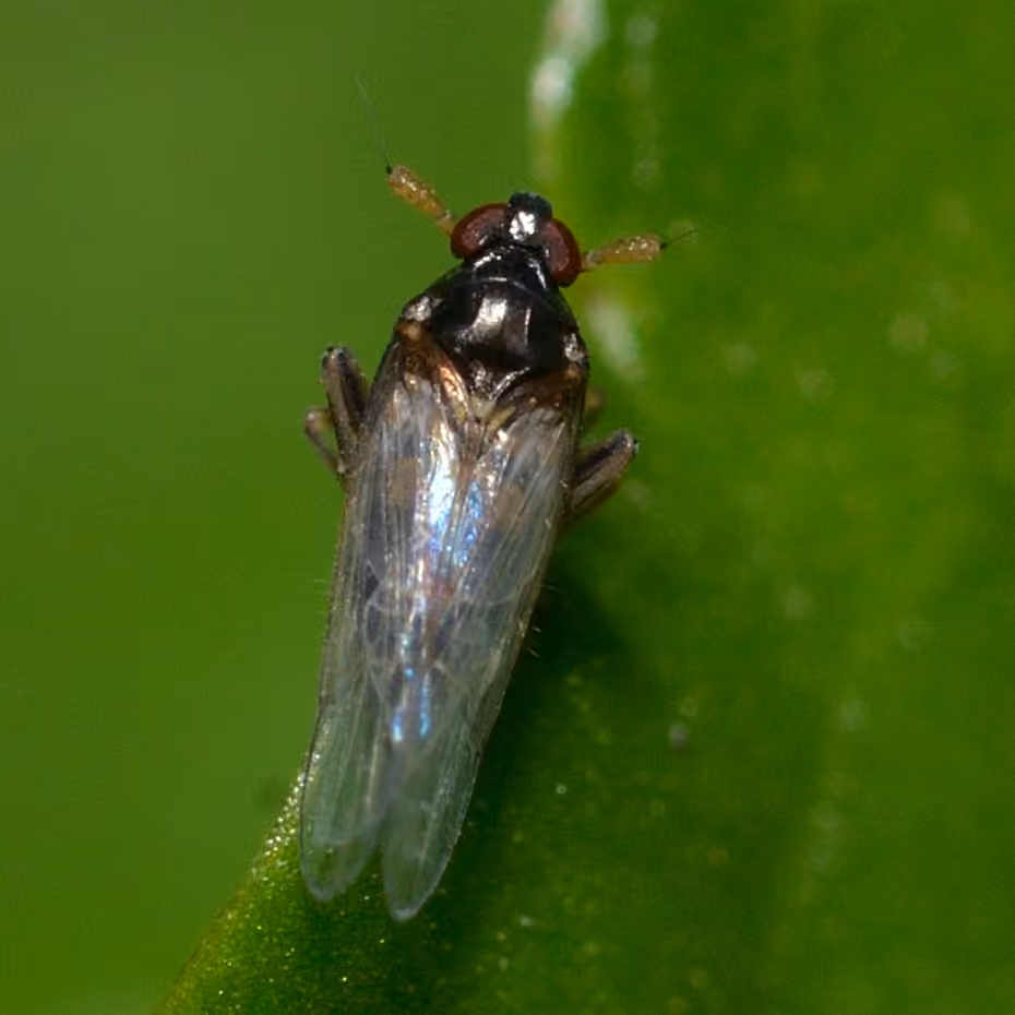Pissonotus marginatus, photo 3 sur 5