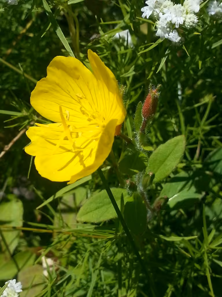 Onagre piloselle