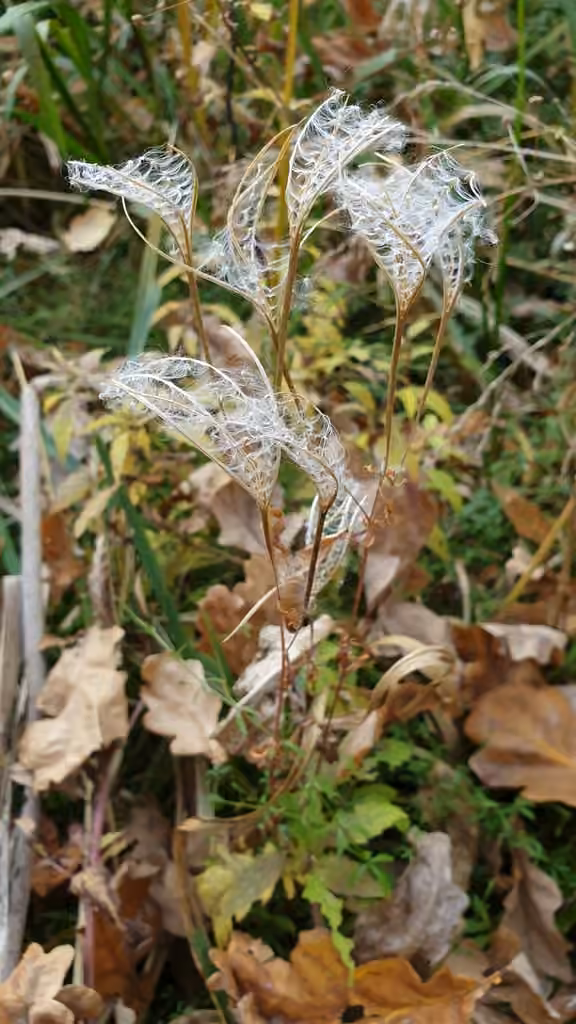 Épilobe palustre, En fruits