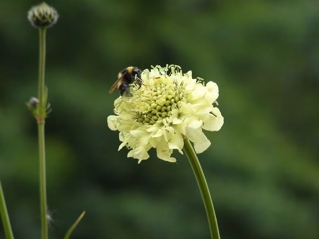 Tatarian cephalaria, photo 1 of 5