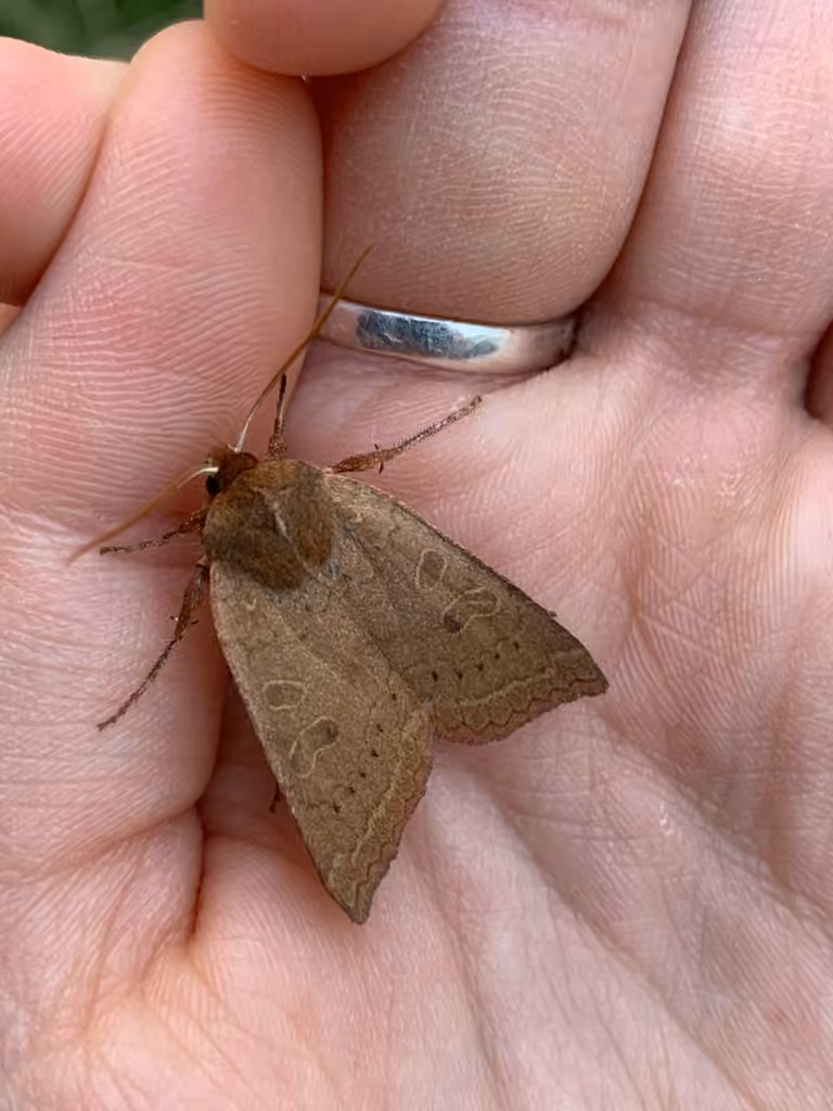 Sloping Sallow, Adulte