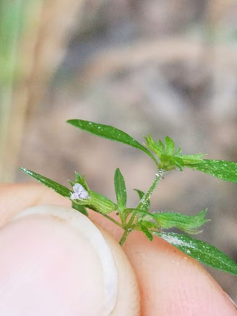 American false pennyroyal, photo 3 of 5