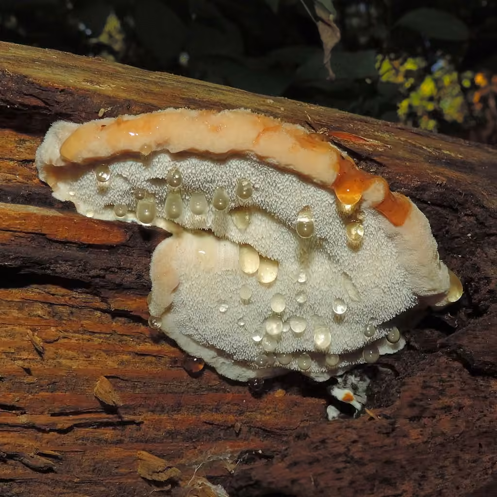 Polypore fragile, photo 3 sur 5