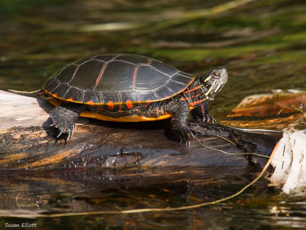 Tortue peinte