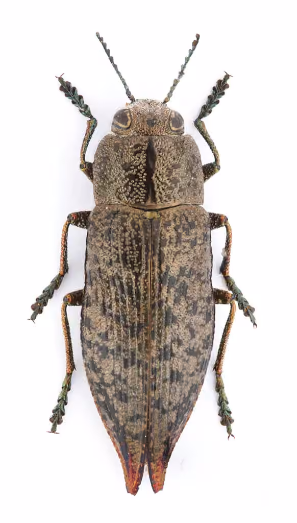 Eastern Poplar Buprestid Beetle, Adult