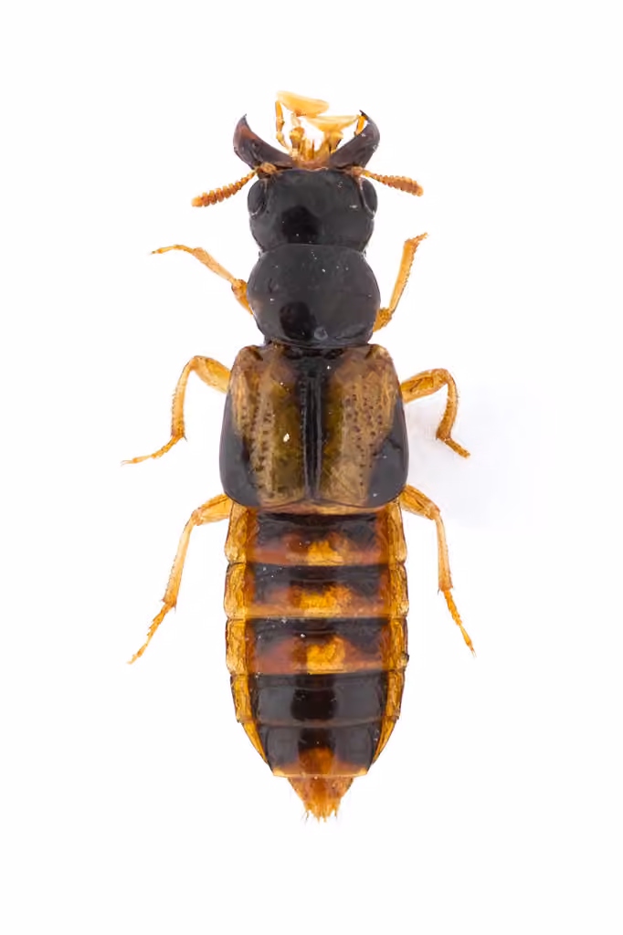 Variable Cross-toothed Rove Beetle, Adult