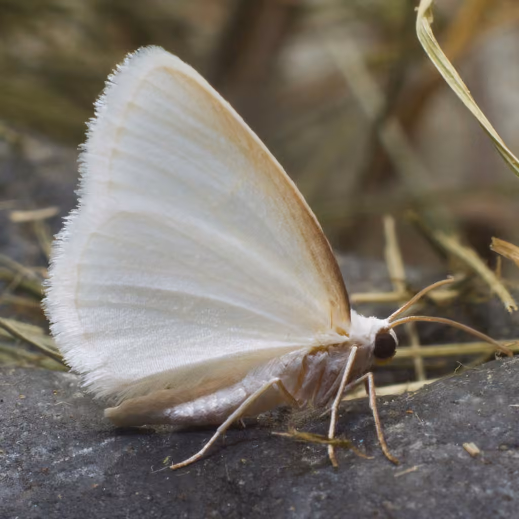 White Spring Moth, photo 2 sur 5