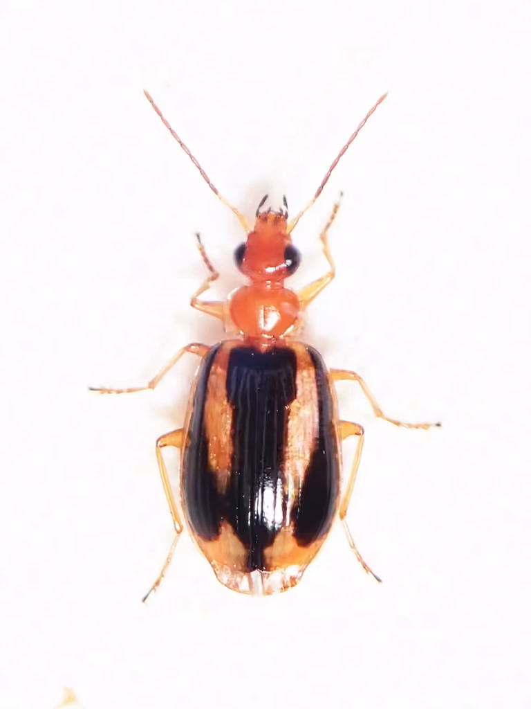 Yellow-banded harp ground beetle, photo 3 of 5