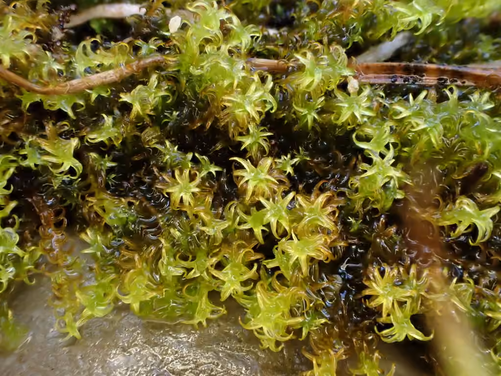 Rusty Beard-moss, photo 3 of 5