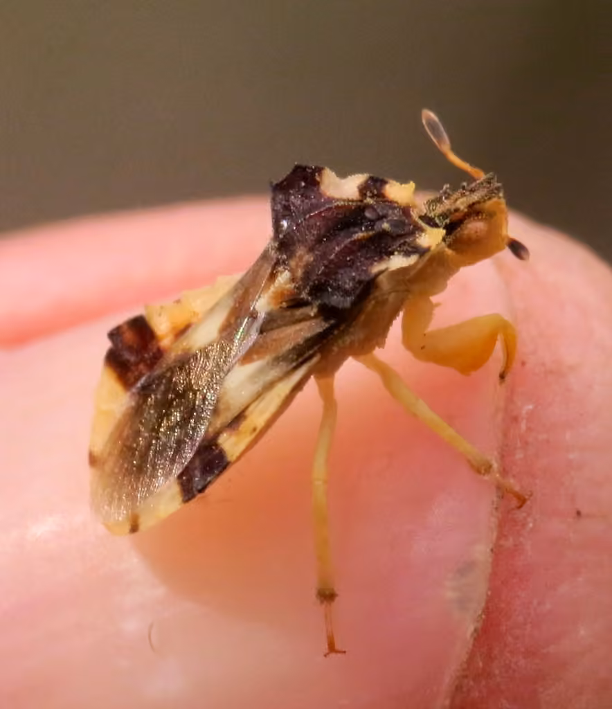 Phymate d'Amérique