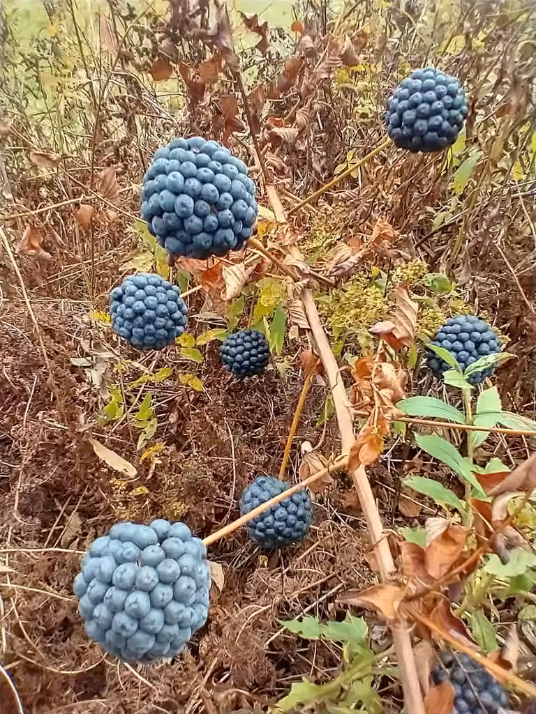 Smilax herbacé, En fruits