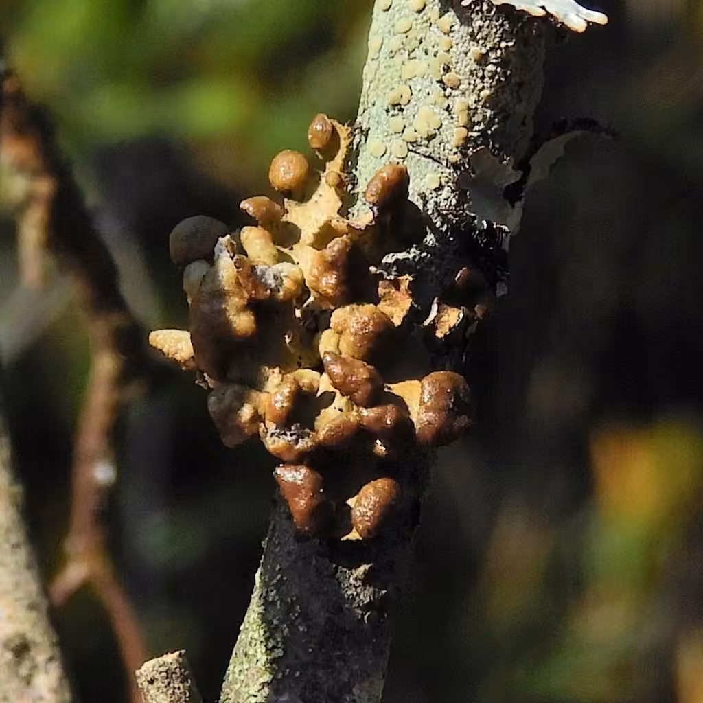 Chestnut wrinkle-lichen, photo 2 of 5