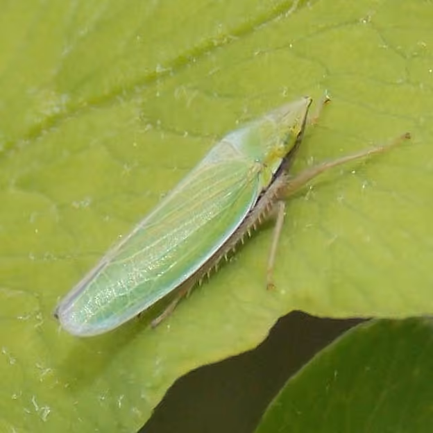 Cicadelle verte des pelouses, photo 2 sur 5
