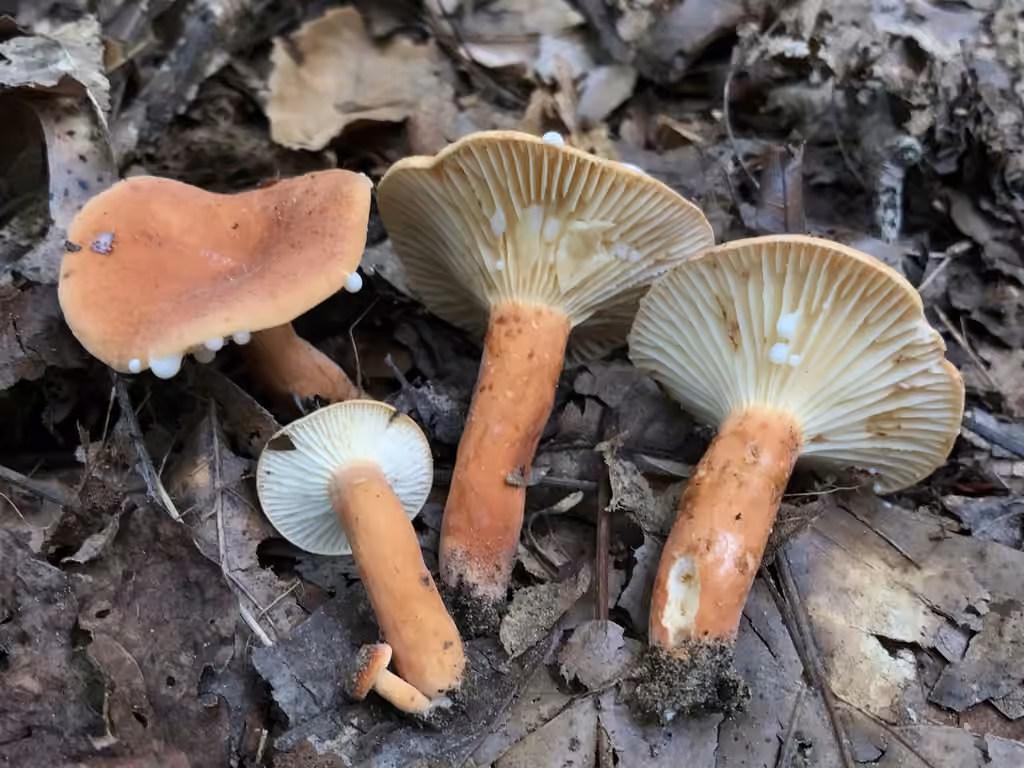 Lactaire hygrophore, photo 2 sur 5