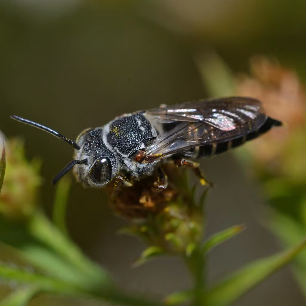 Say's Cuckoo Leafcutter Bee, photo 1 of 5
