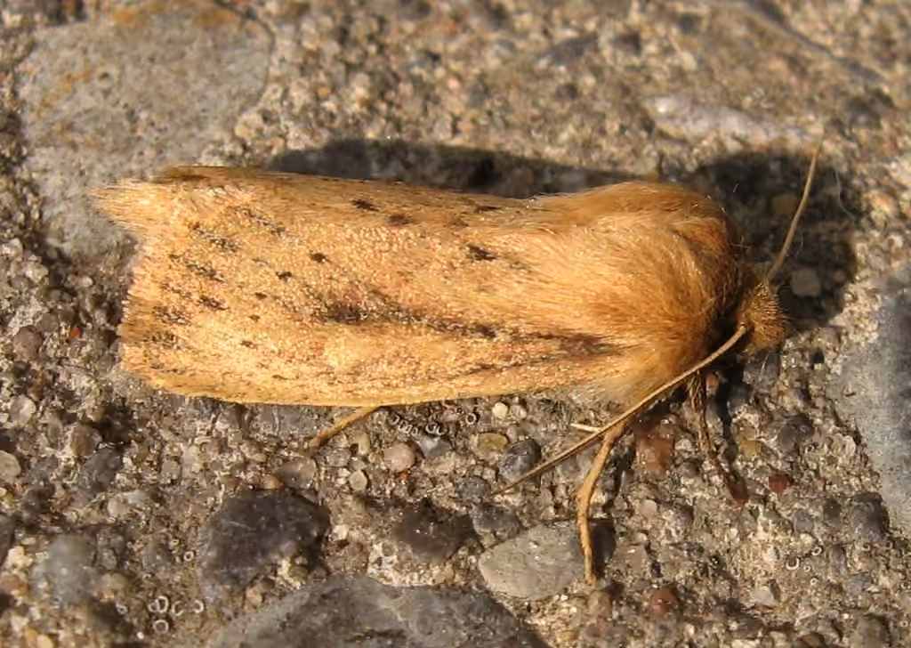 Yellow Sedge Borer Moth, Adulte