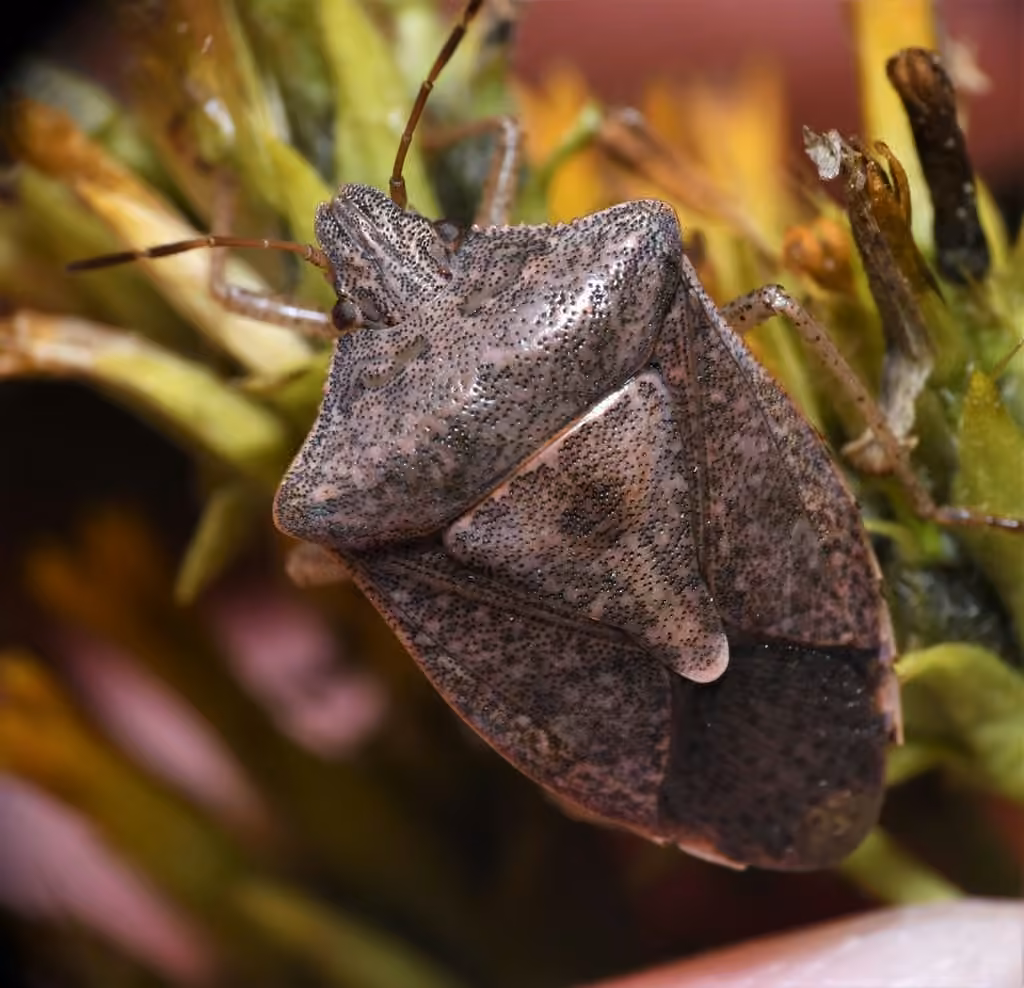 Brown Stink Bug, Femelle