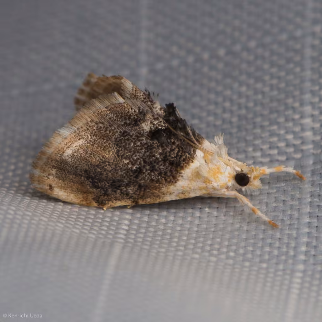 Sooty Lipocosmodes Moth, photo 1 of 5