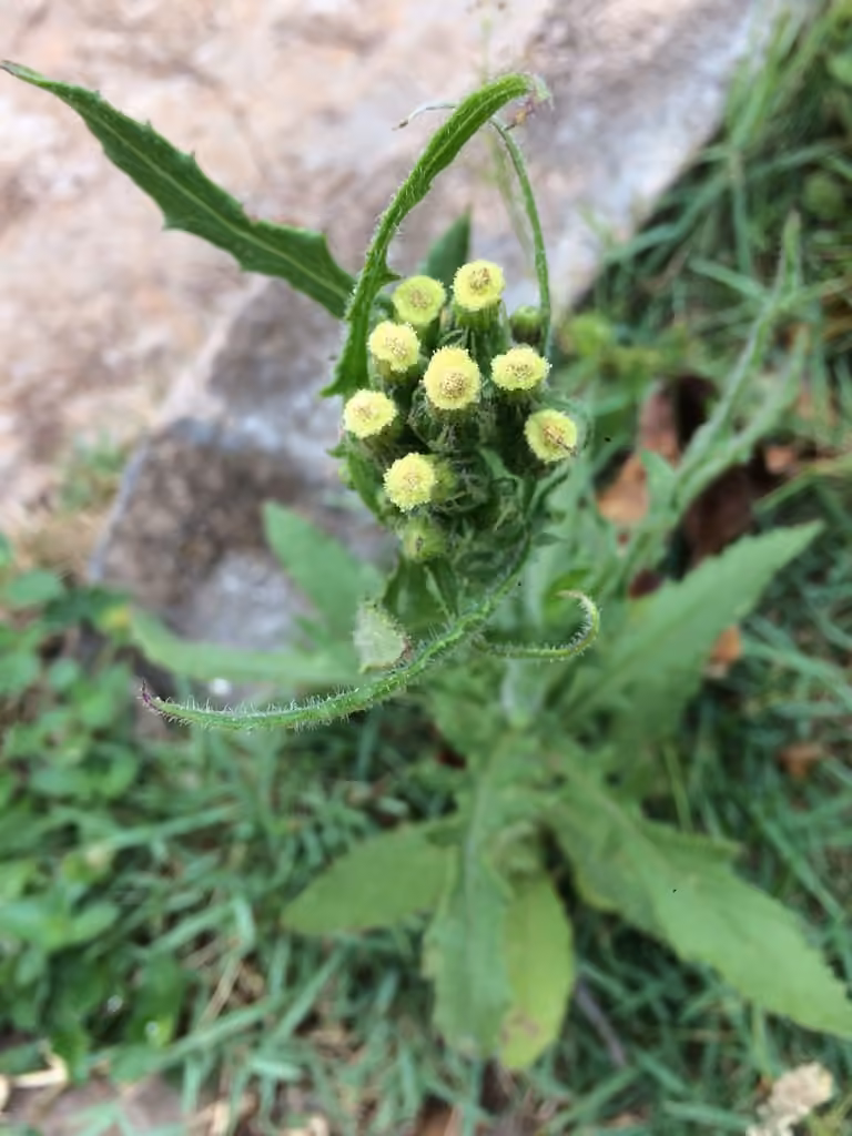Érechtite à feuilles d'épervière, En fleurs