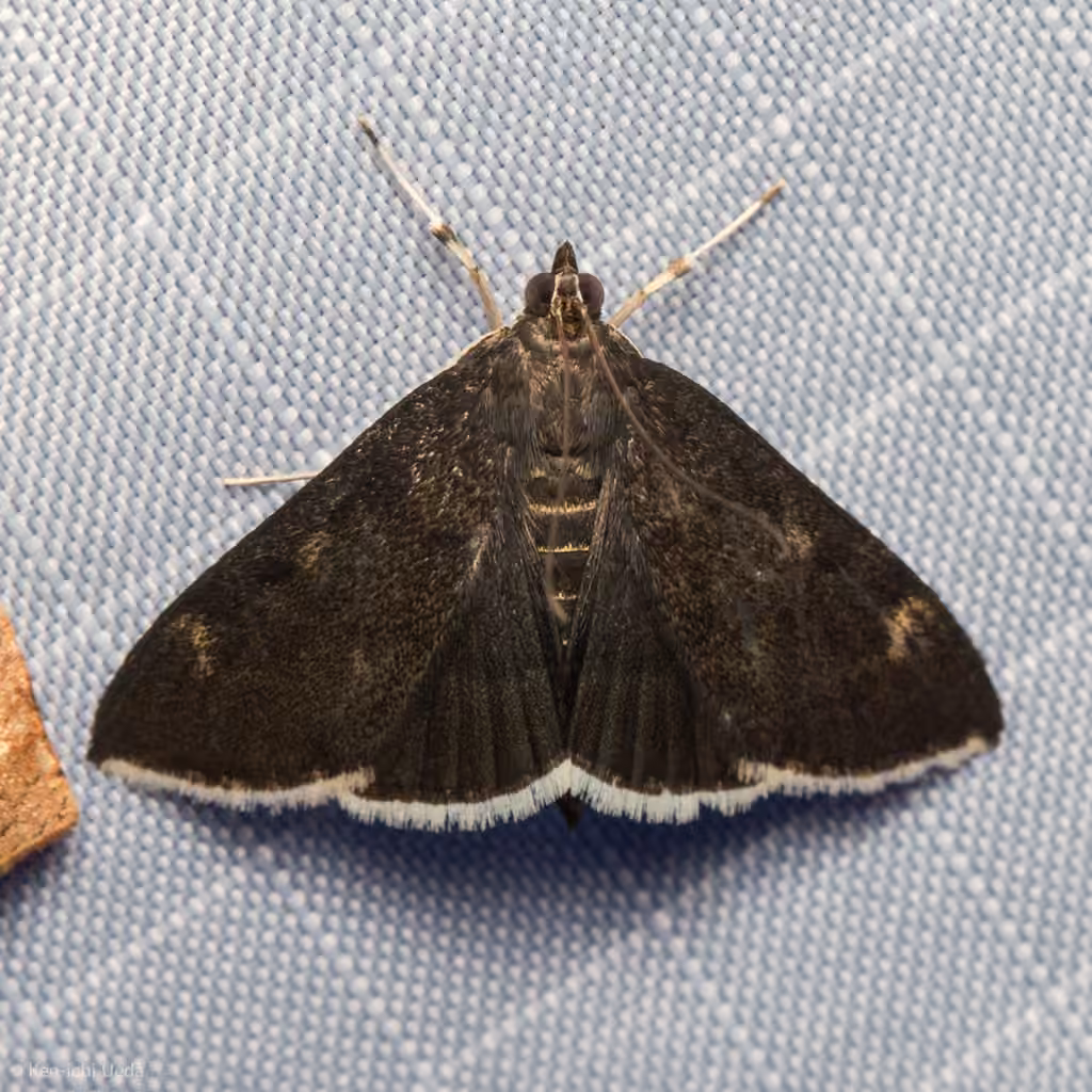 White-fringed Pyrausta Moth, photo 3 sur 5