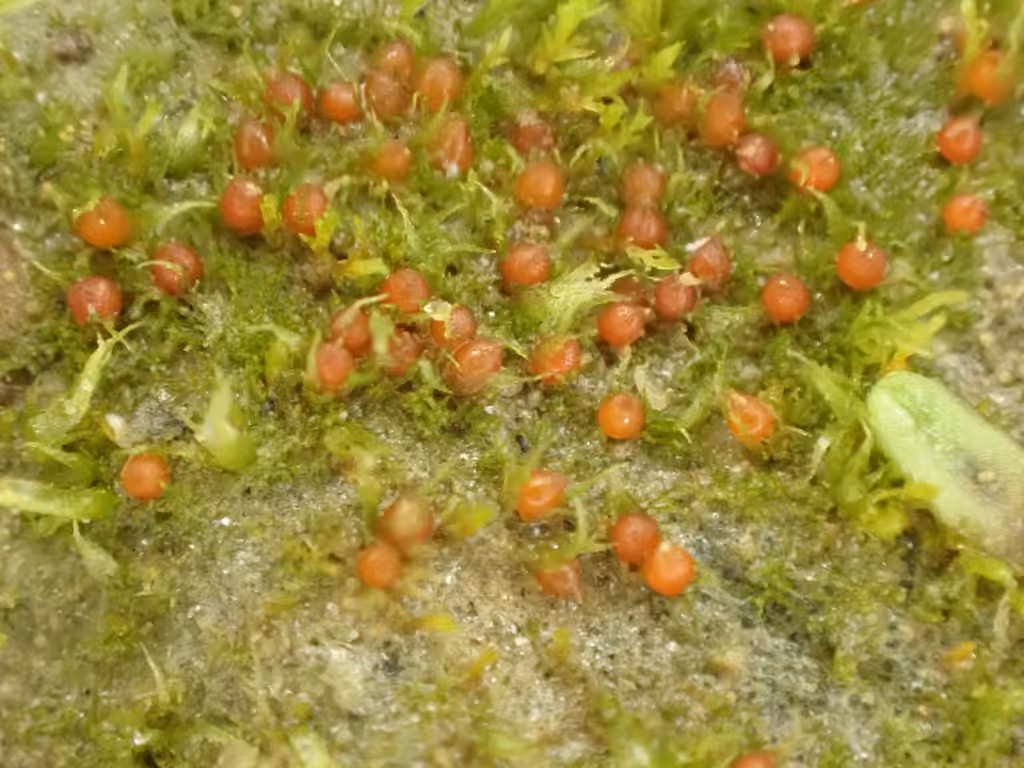 Serrate ephemerum moss, photo 2 of 5