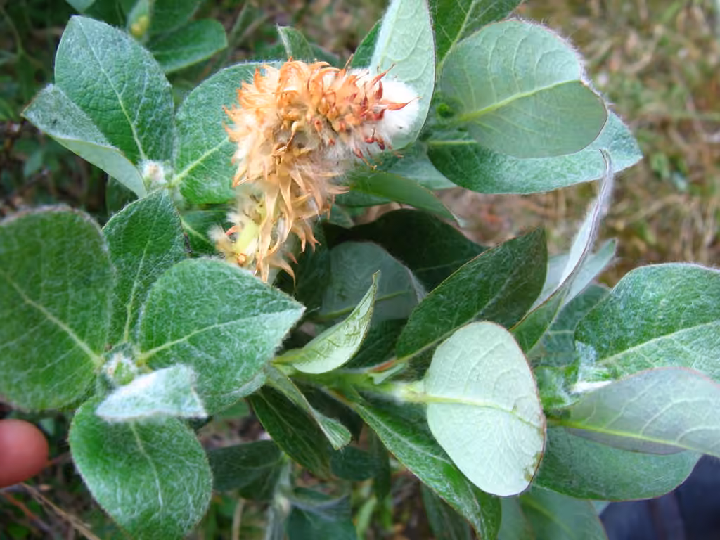 Saule calcicole, photo 1 sur 5