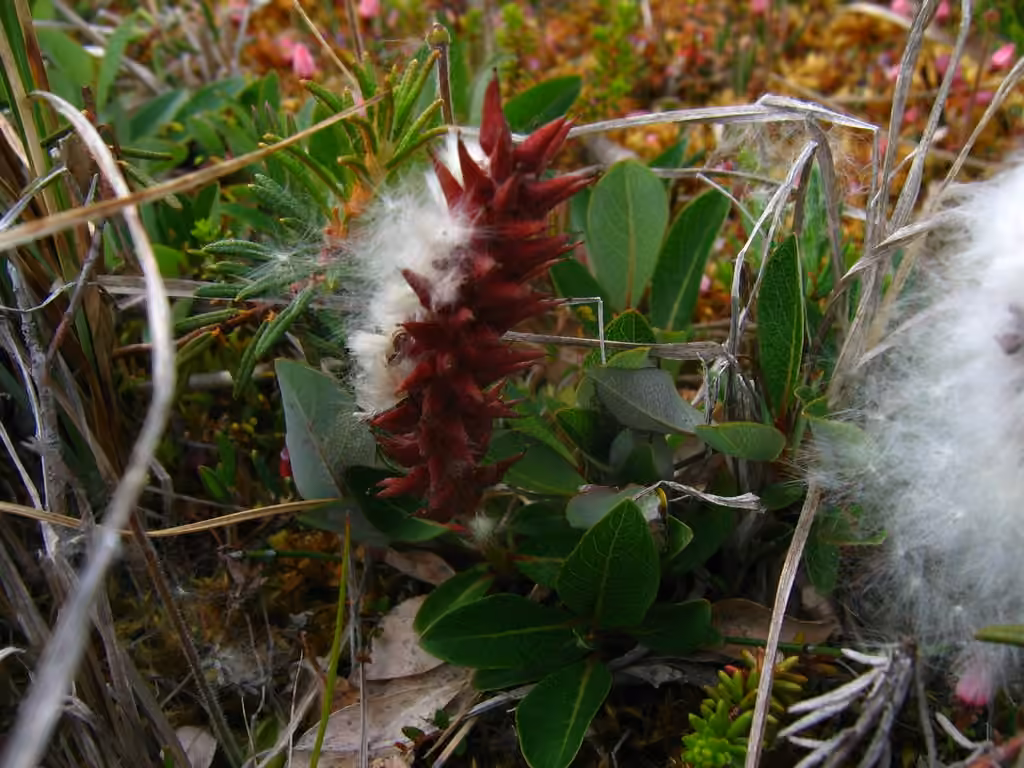 Saule arctophile, En fruits
