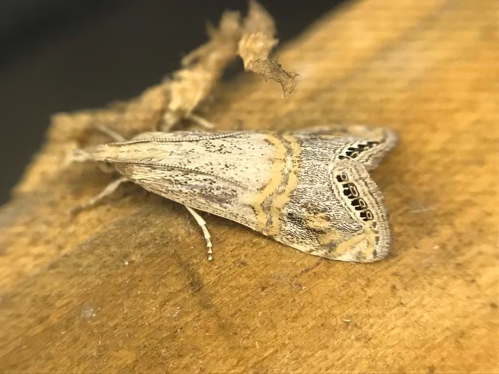 Crambus ocellé, photo 2 sur 5