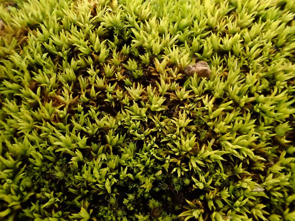 Bent Crisp-moss, photo 1 of 5