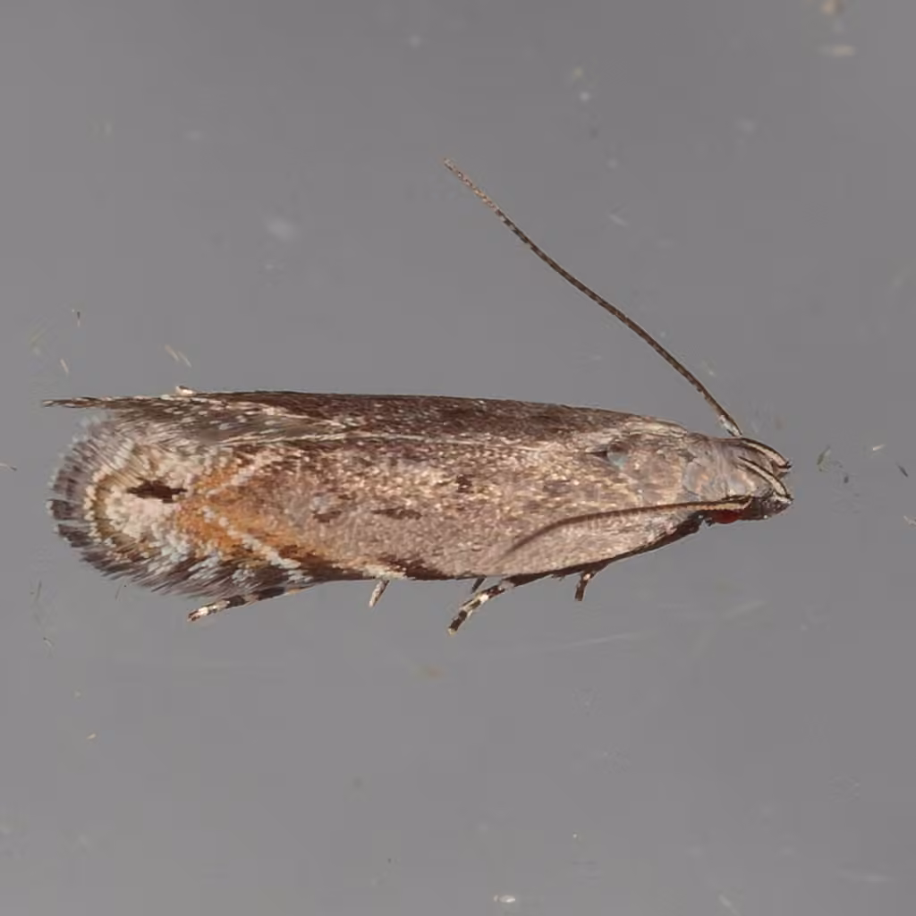 Music-loving Moth, Adulte