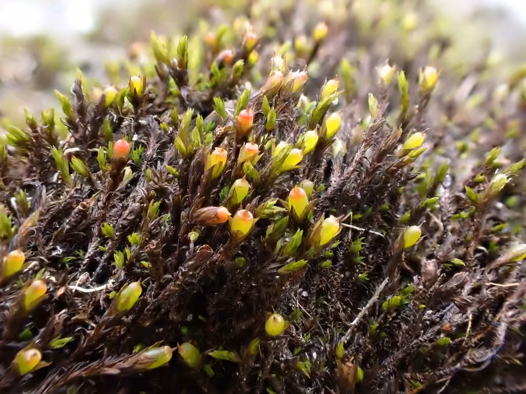 Streamside schistidium moss, photo 3 of 5