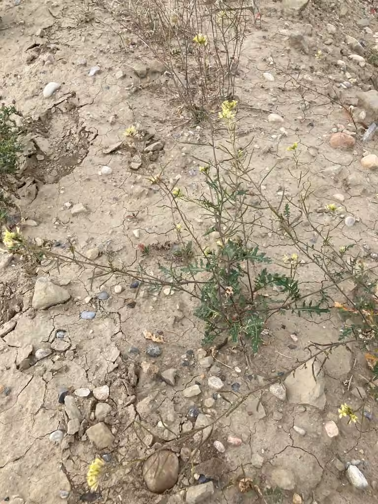 Common dogmustard, In fruit