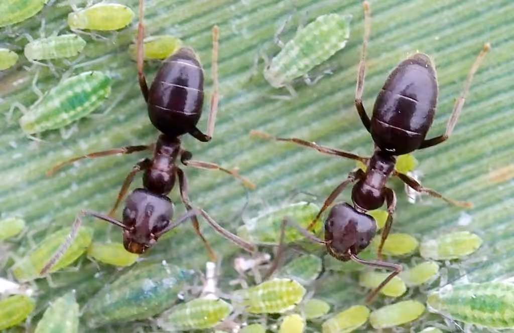 Odorous House Ant, Female
