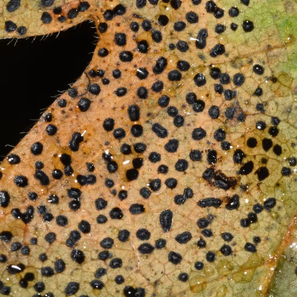 Speckled Tar Spot, photo 2 sur 5