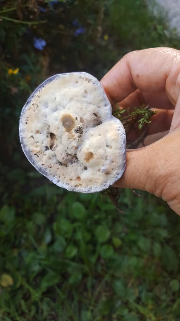 Blue Tooth, photo 2 of 5