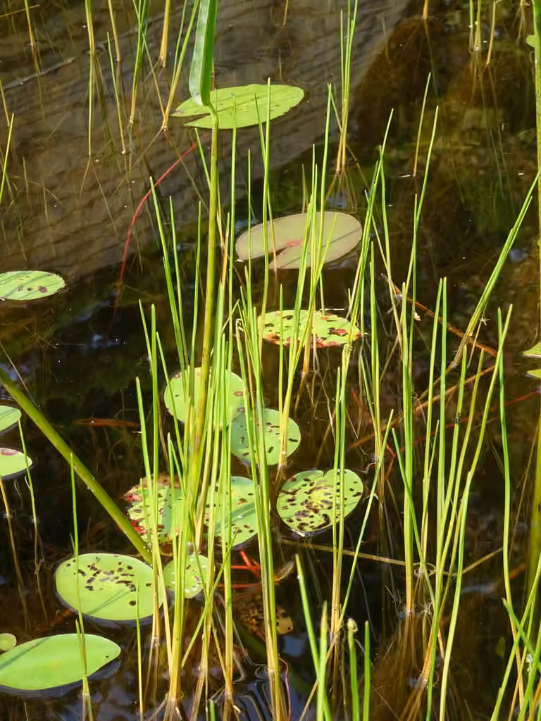 Éléocharide de Robbins, photo 3 sur 5