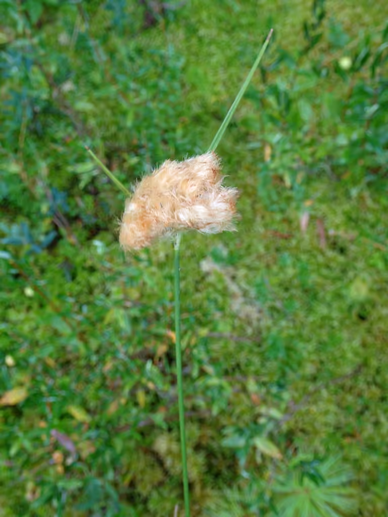 Linaigrette de Virginie