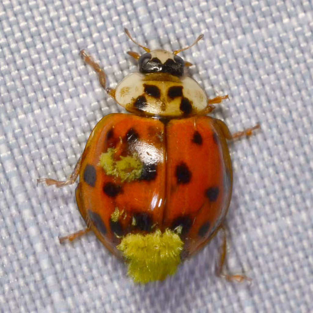 Hesperomyces harmoniae, photo 2 sur 5