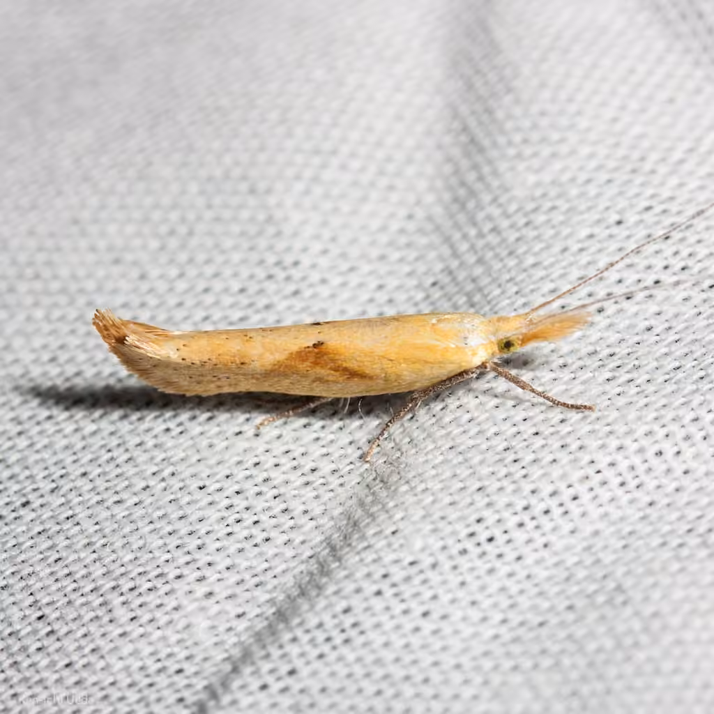 Canary Ypsolopha Moth, Adulte