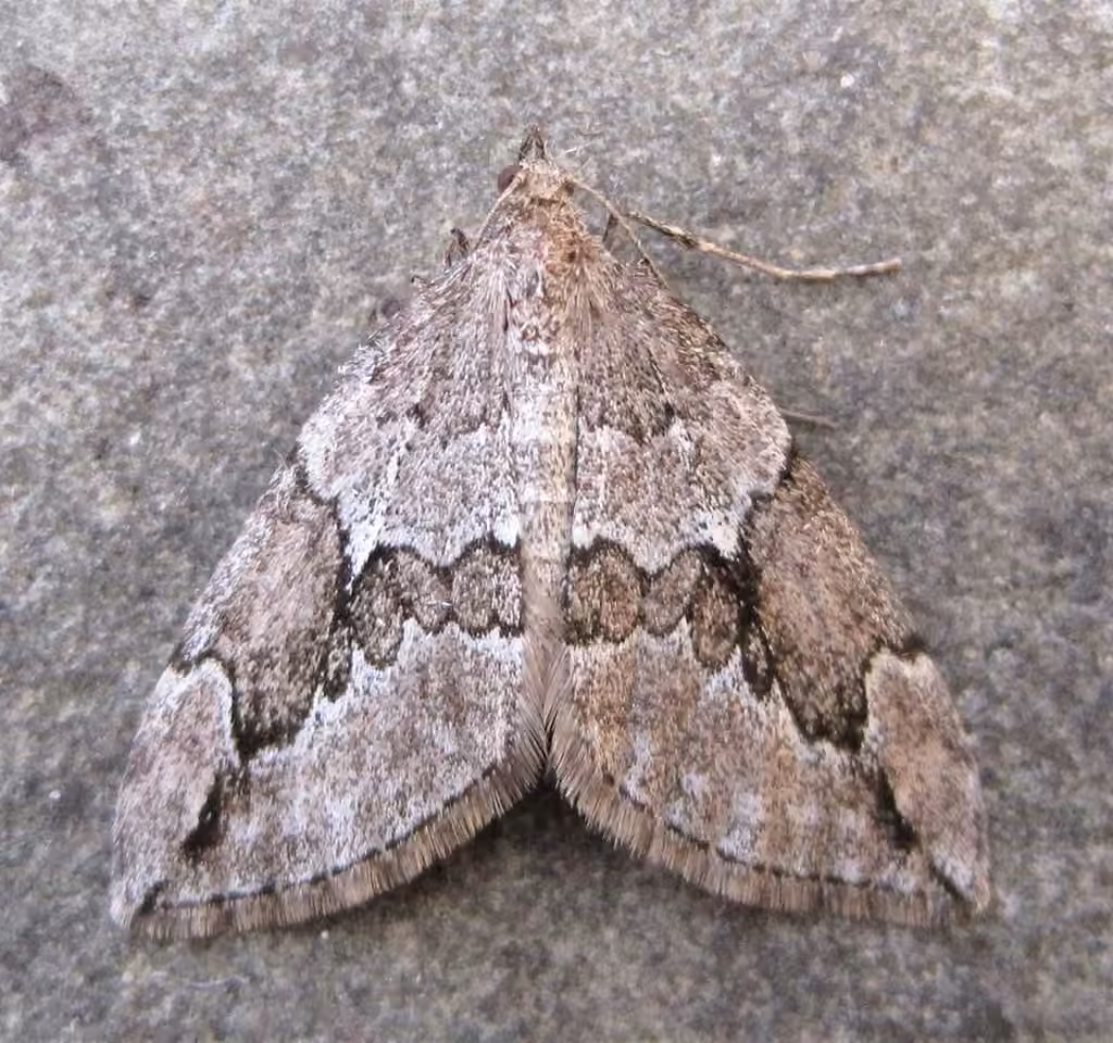 Juniper Carpet, Adult