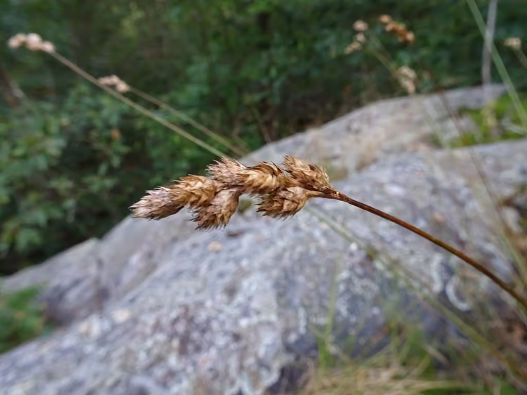 Fernald's sedge, photo 1 of 5